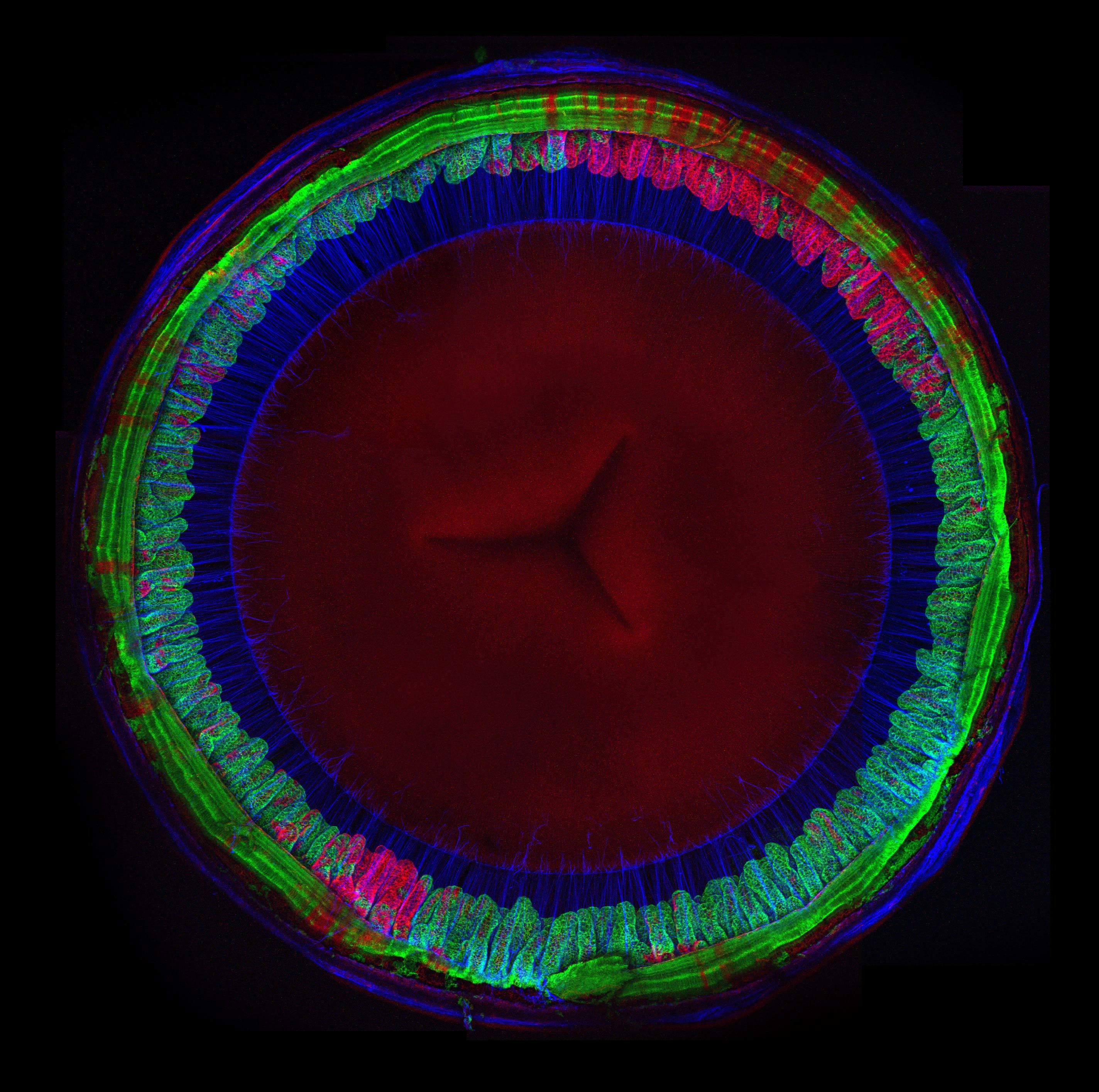 2018 Nikon small world photomicrography image of distinction