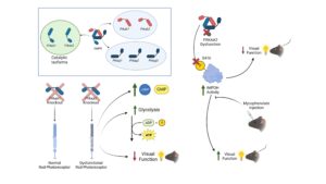 Catalytic isoforms of AMP-activated protein kinase differentially regulate IMPDH activity and photoreceptor neuron function