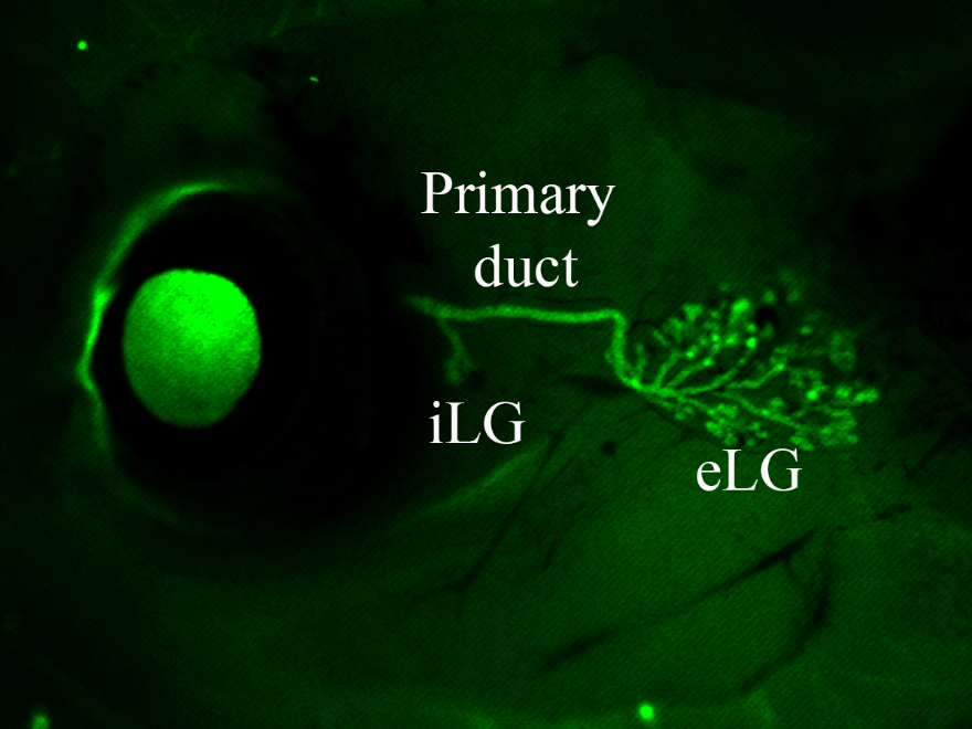 Mouse lacrimal gland epithlium at postnatal day 0 (P0) highlighted by GFP reporter. The lacrimal gland consists of the intraorbital lobe (iLG) and extraorbital lobe (eLG) which are connected by a primary duct.