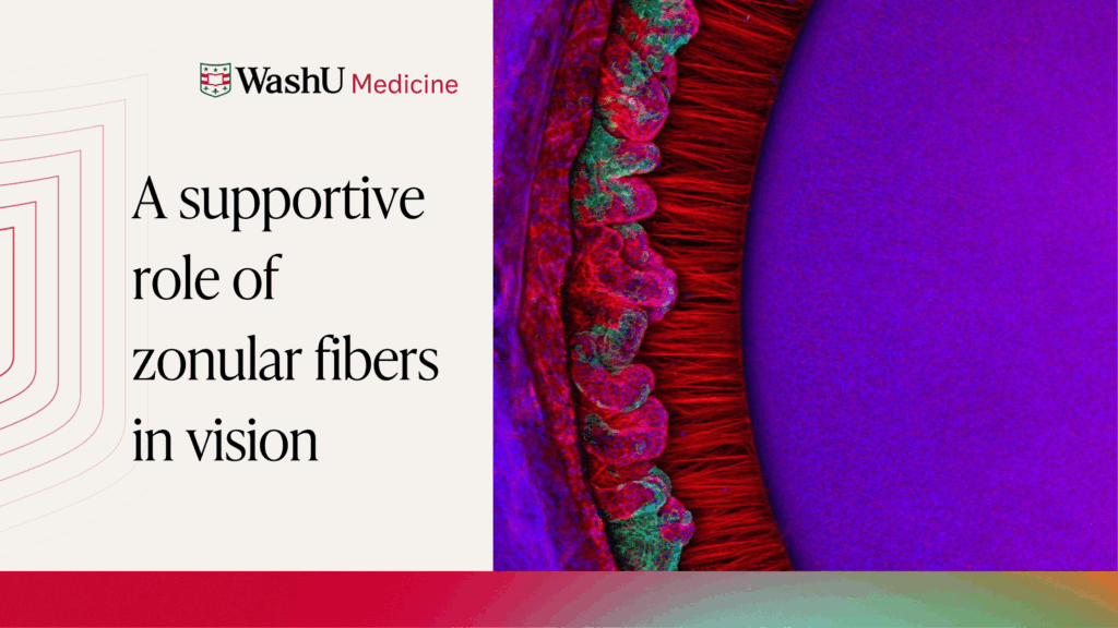 A supportive role of zonular fibers in vision