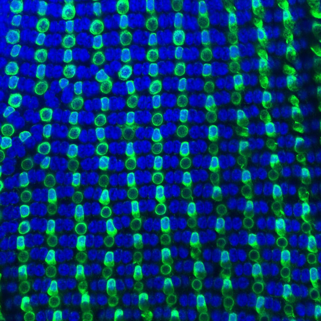 Cone photoreceptor mosaic in adult zebrafish retina, showing nuclei (Draq5, blue) and blue and UV cones (arr3b, green).  Image credit: Leo Volkov and Corbo Lab.